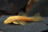 Bristle Nose - Albino (Local) M-4 (1 ONLY!)