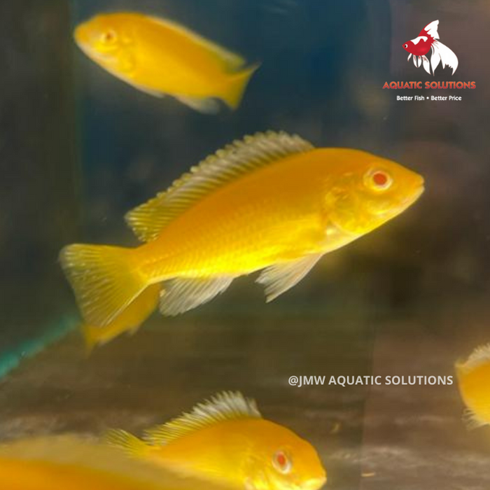 Electric Yellow - Albino (Local) SD-12 (Show!) (2 ONLY!)