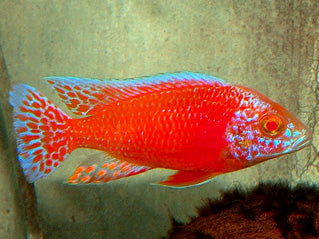 Albino Fire Peacock (Import) L-9 (Nice!)