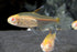 Glowlight Tetra - Albino (Local) XL 3-4 (Show!)