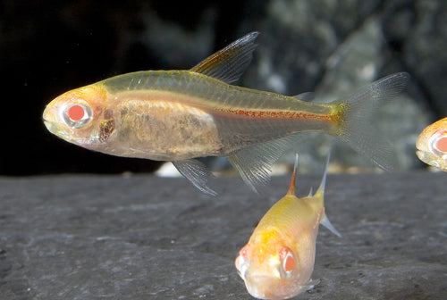 Glowlight Tetra - Albino (Local) XL 3-4 (Show!) SPECIALS!
