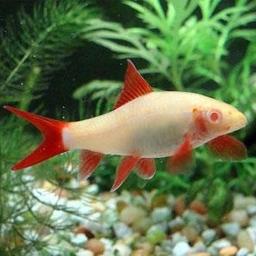 Rainbow Shark - Albino M-5.5