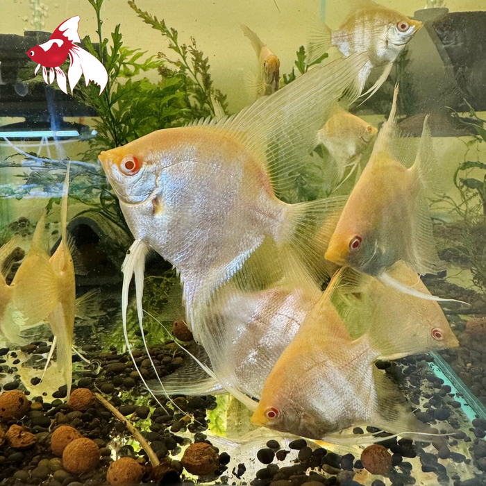 Albino Red Eye Angel (Local) XL-8.5 (Nice!)