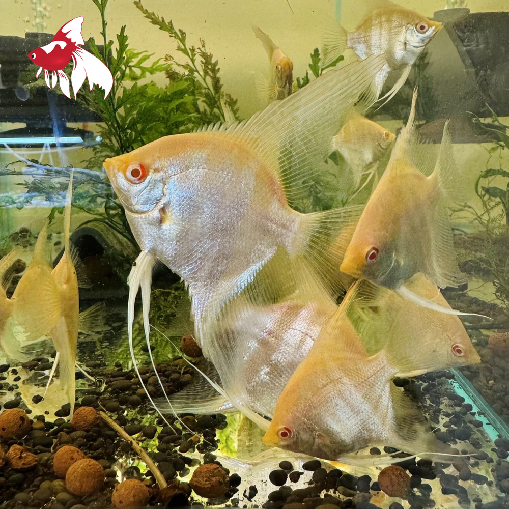 Seconds Albino Red Eye Angel (Local) M-4.5 (1 ONLY!)