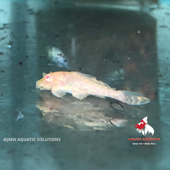 Plecostomus - Albino Sailfin (Local) ML-8 (Limited Numbers!)