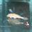 Plecostomus - Albino Sailfin (Local) ML-7 (Limited Numbers!)