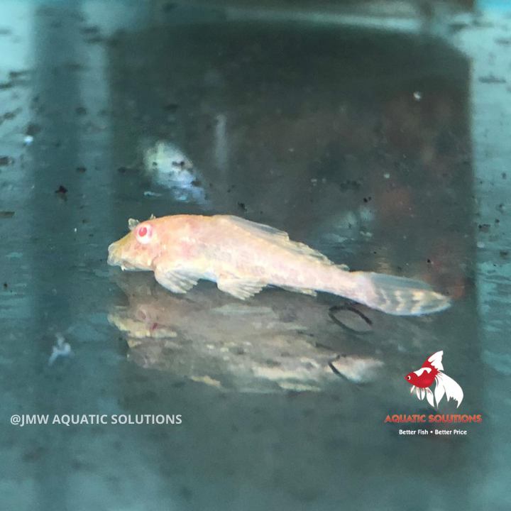 Plecostomus - Albino Sailfin (Local) ML-7 (Limited Numbers!)