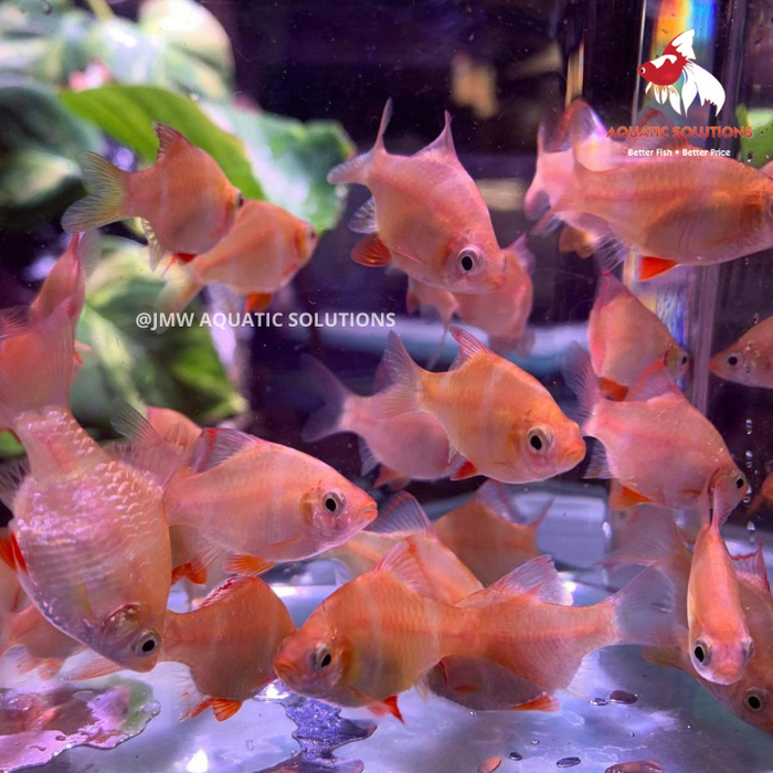 Tiger Barb - Albino (Import) Bulk 50+ M-3