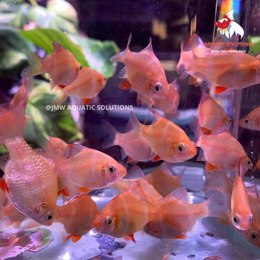 Tiger Barb - Albino (Local) ML-4 ONLINE SPECIAL EXCLUSIVE!