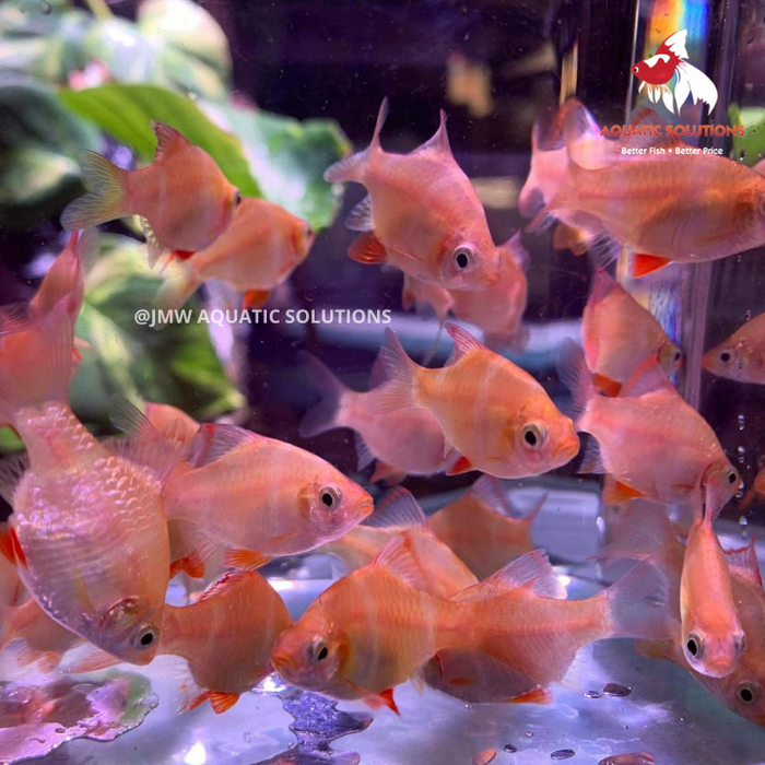 Tiger Barb - Albino (Import) ML 4-5