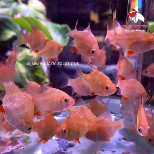 Tiger Barb - Albino (Local) Bulk 50+ ML-4