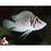 Alto. calvus - White (Local) ML-5