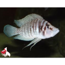 Alto. calvus - White (Local) S-3