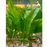 Sword - Amazon (Local) L 25-30cm (Nice!) (1 ONLY!)