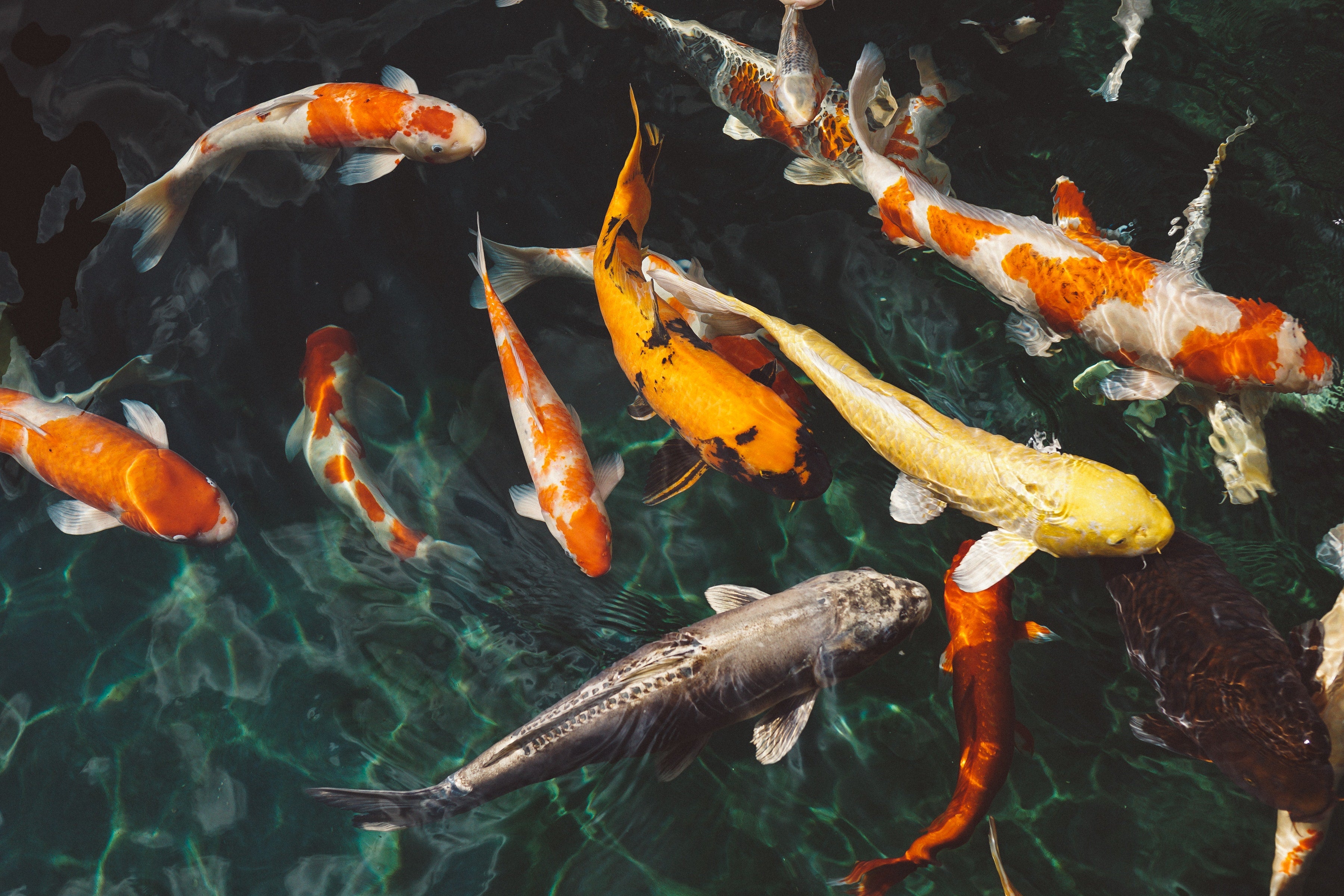 Aquatic Solutions | Wholesale Ornamental Fish and Aquarium Supplier ...