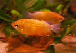 Apricot Gourami L-6