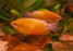 Apricot Gourami L-6