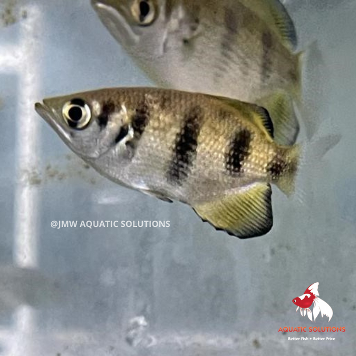 Archer Fish (Local) SD-16