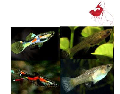 Assorted Endler (Local) - Pair 1.5-3cm SPECIALS!