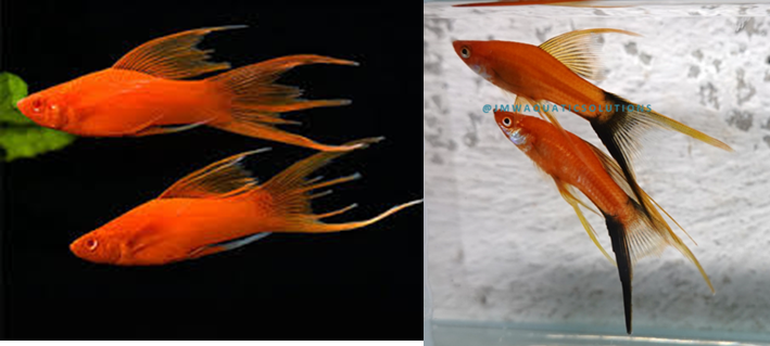 Assorted Hifin Swordtail (Import!) S-4