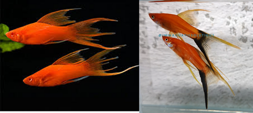 Assorted Hifin Lyretail Swordtail M-5 (Show!)