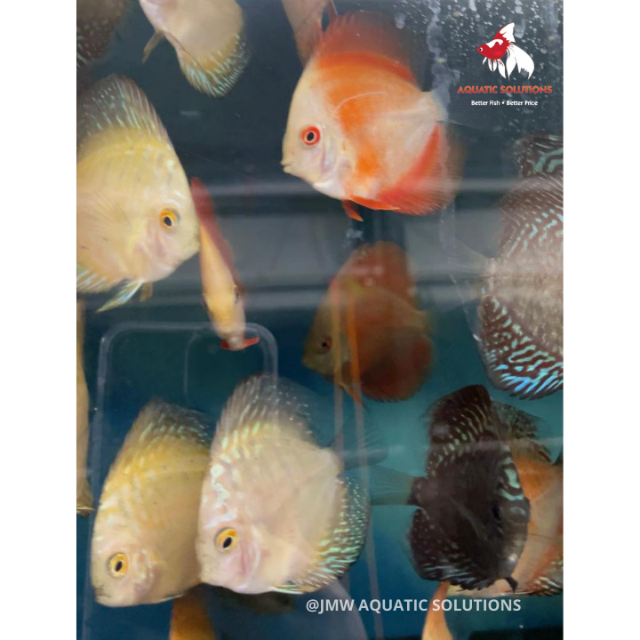 Discus - Assorted Singapore ML-6.5