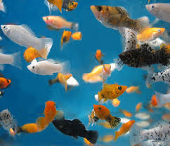 Assorted Molly ML 5-6