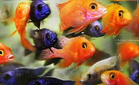 Assorted Peacock (Import) Bulk 50+ M-5