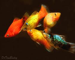 Assorted Platy (Local) M-3.5