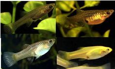 Assorted Endler (Local) - Pair 1.5-3cm ONLINE SPECIAL EXCLUSIVE!