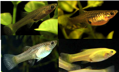 Assorted Endler (Local) - Female S-2.5
