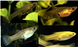 Assorted Endler (Local) -Trio (1M+2F) 1.5-3cm