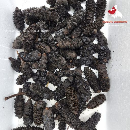 Banksia Cones (pack of 50)
