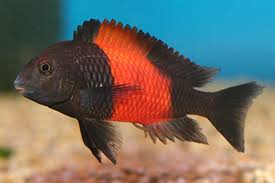 Tropheus bemba (Import) M-4.5