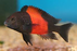 Tropheus bemba (Import) S-3.5