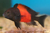 Tropheus bemba (Import) L-6.5 (Nice!) (Limited Numbers!)