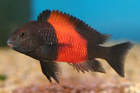 Tropheus bemba (Import) ML-5.5 (1 ONLY!)