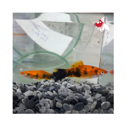 Berlin Swordtail (Import) S-4