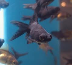 Seconds Black Moor Goldfish (Local) L-8 (2 ONLY!)
