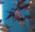 Black Moor Goldfish (Local) L-8