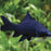 Black Shark L-7.5