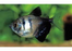 Black Widow Tetra (Local) Bulk 100+ M-3