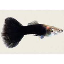 Black Guppy - Male M-4 (Nice!)