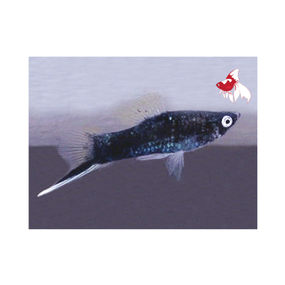 Black Swordtail (Import) M-5