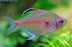 Bleeding Heart Tetra L-5.5 (Show!) (Limited Numbers!)