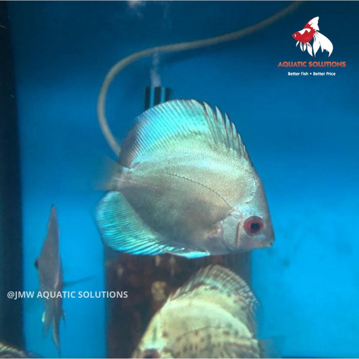 Discus - Thailand Cobalt Blue ML-7