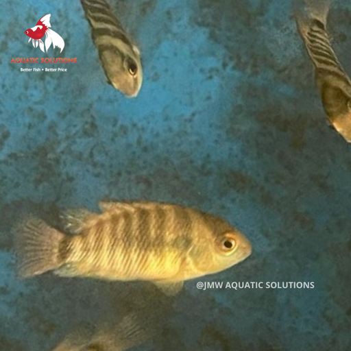 Blue Eyed Cichlid (Local) ML-6 (Nice!) (1 ONLY!)