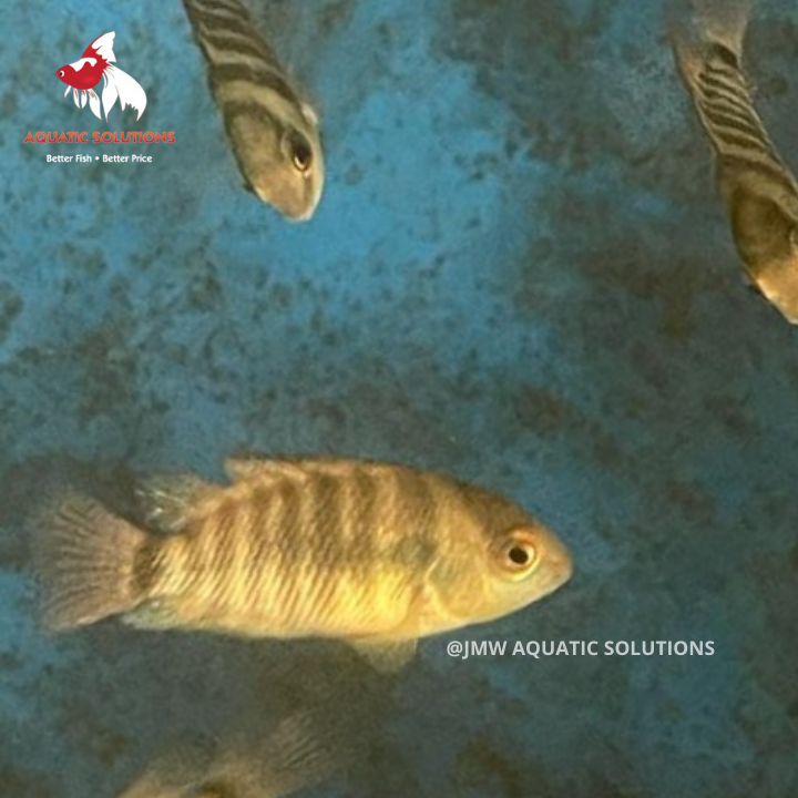Blue Eyed Cichlid (Local) L-8 (Show!)