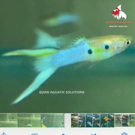 Blue Lyretail Guppy - Male M-3.5