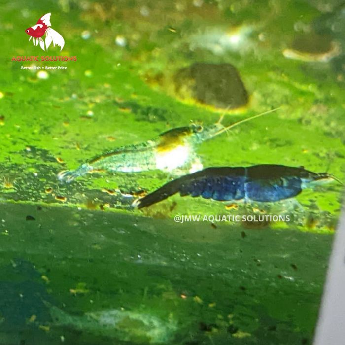 Cherry Shrimp - Blue (Local) L-1.5